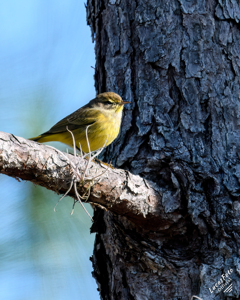 Palm Warbler