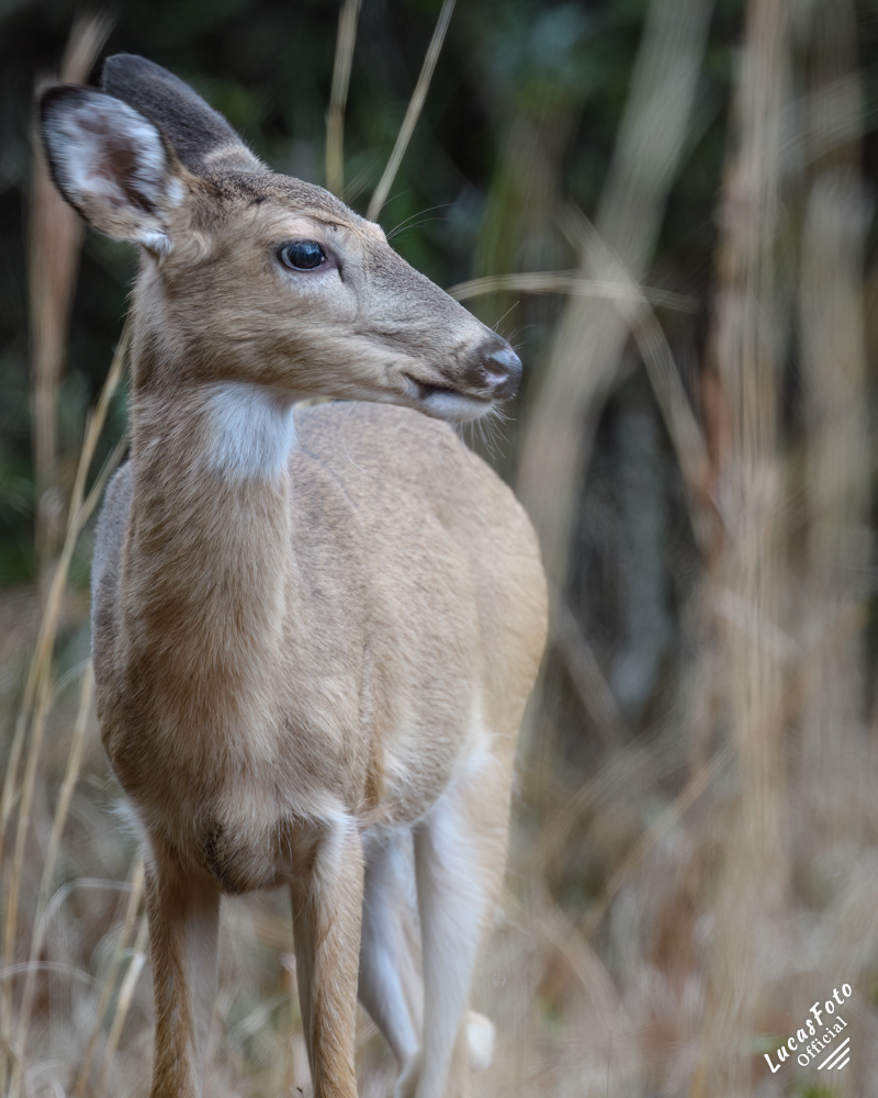 Whitetail