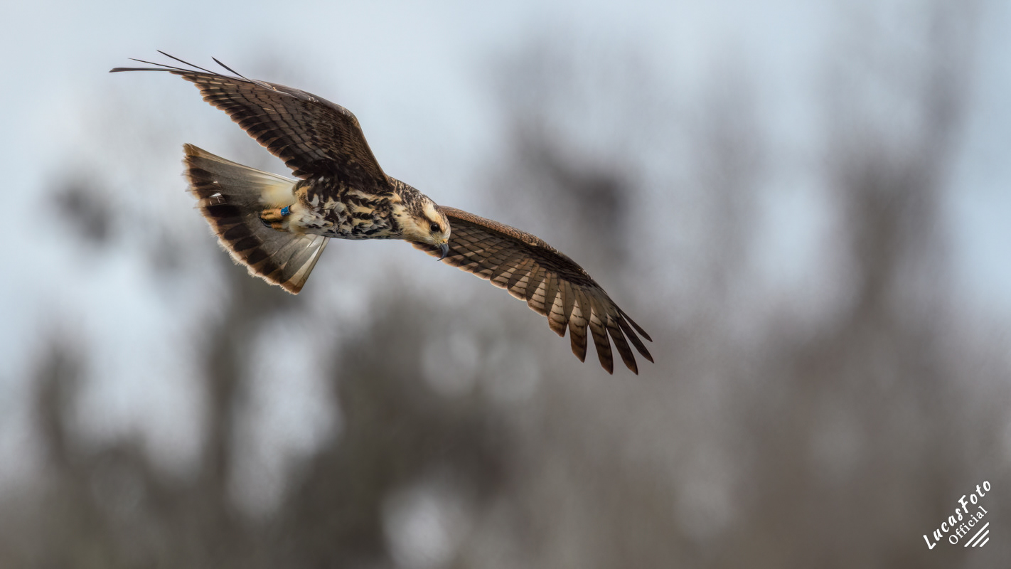 Snail Kite