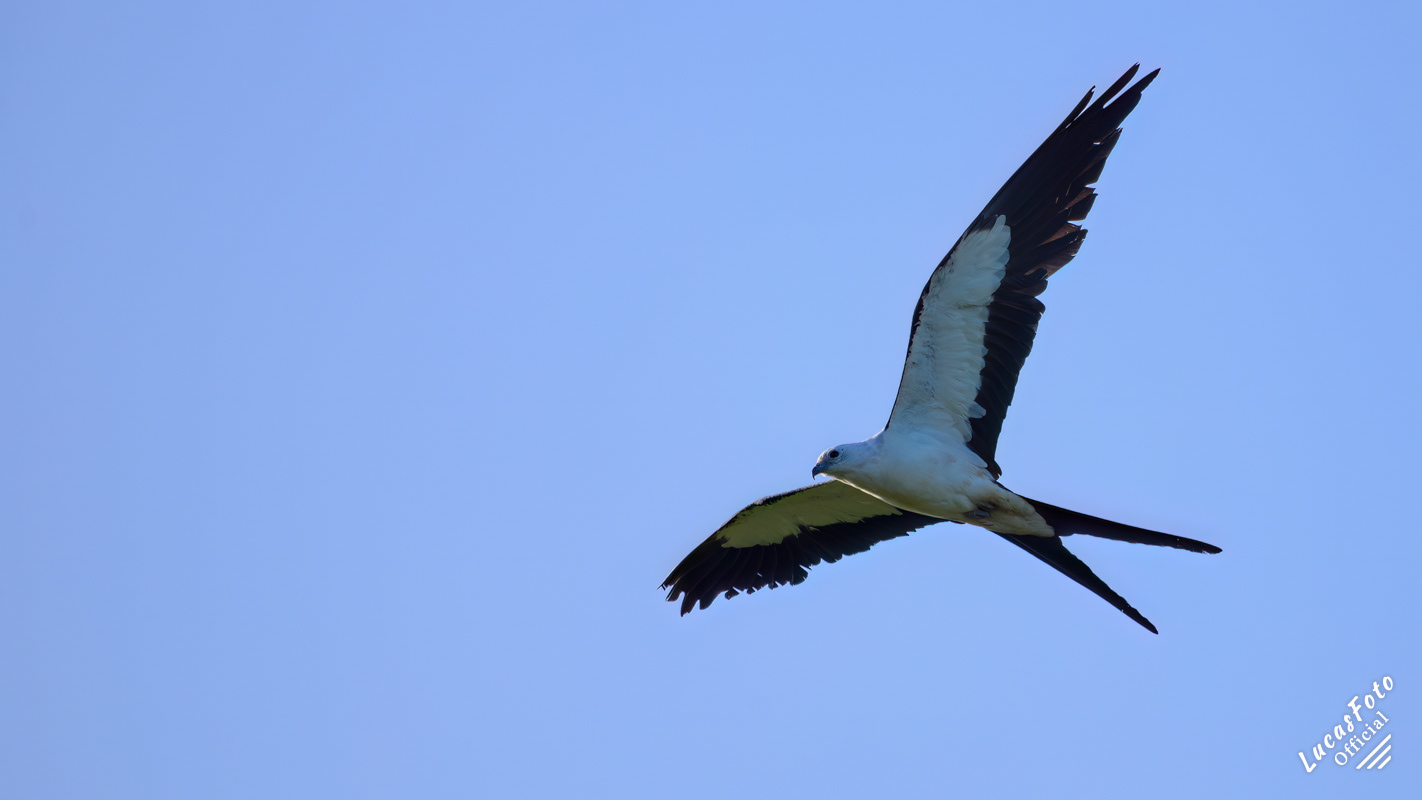 Swallow-tailed Kite