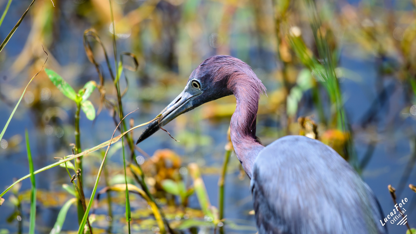 Little Blue Heron