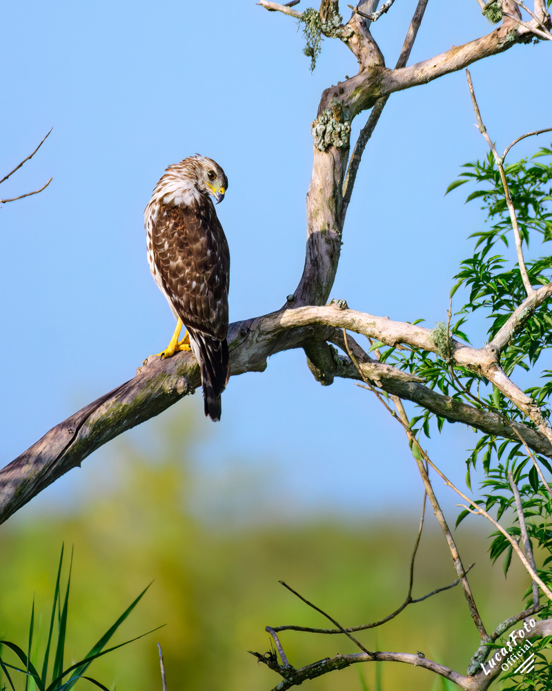 Red-shouldered Hawk