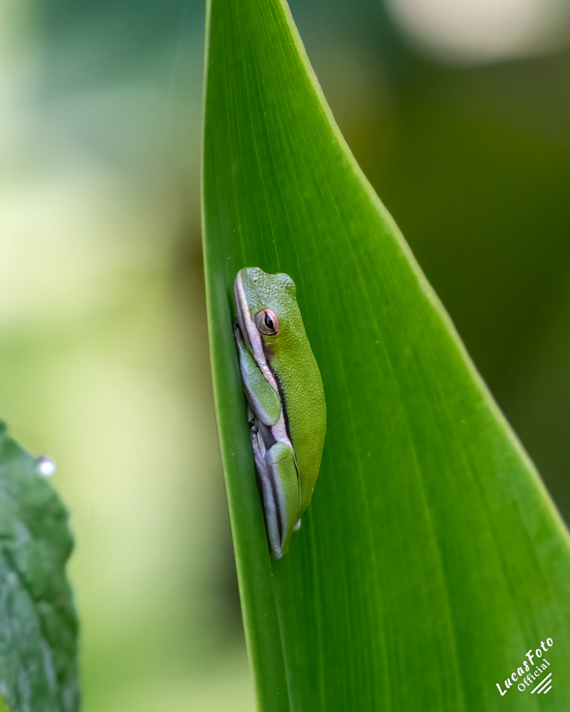 Green Treefrog