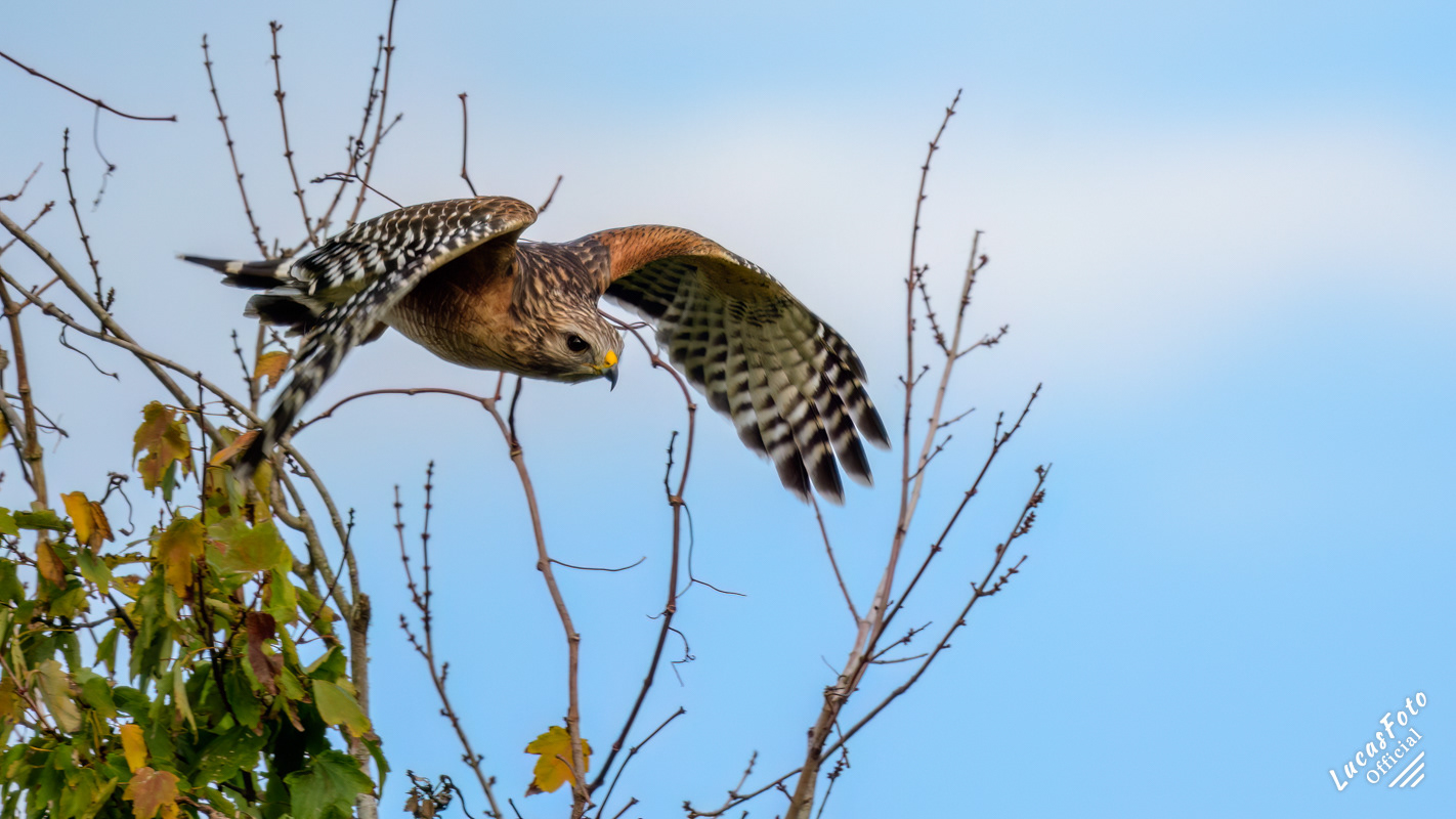 Red-shouldered Hawk