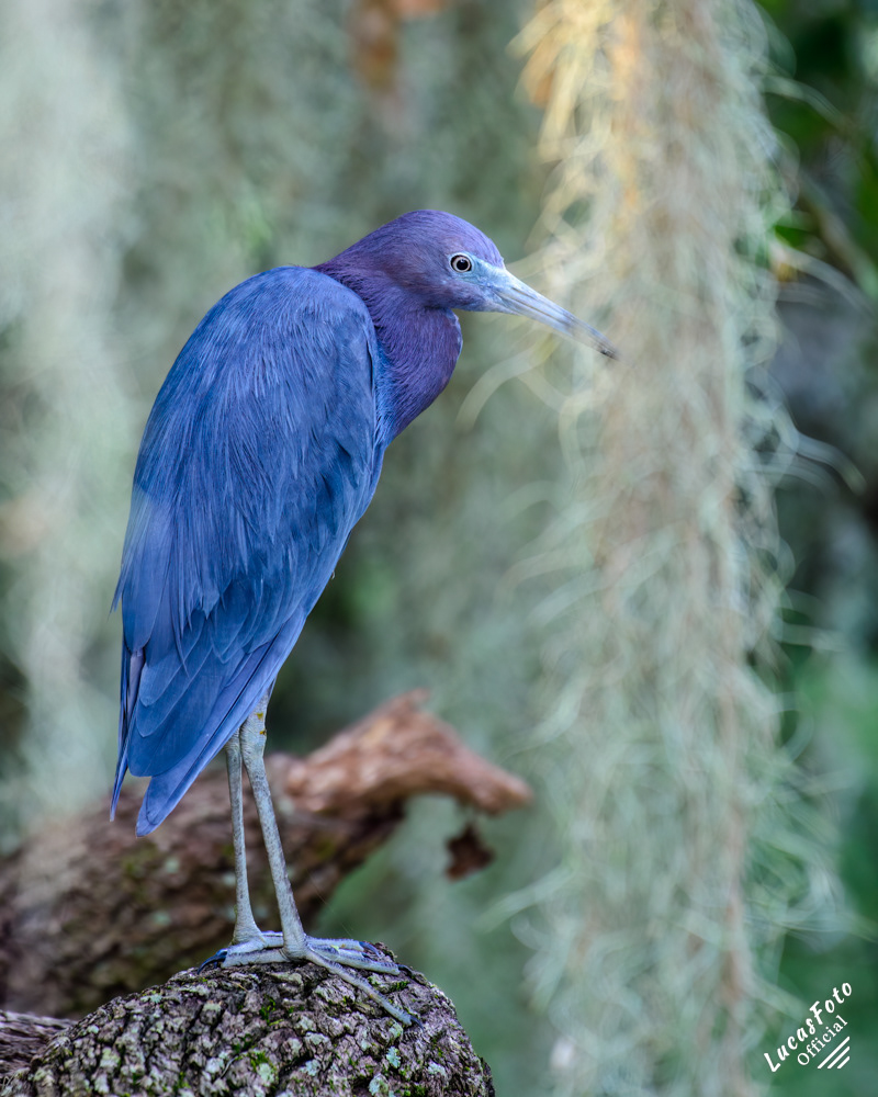 Little Blue Heron