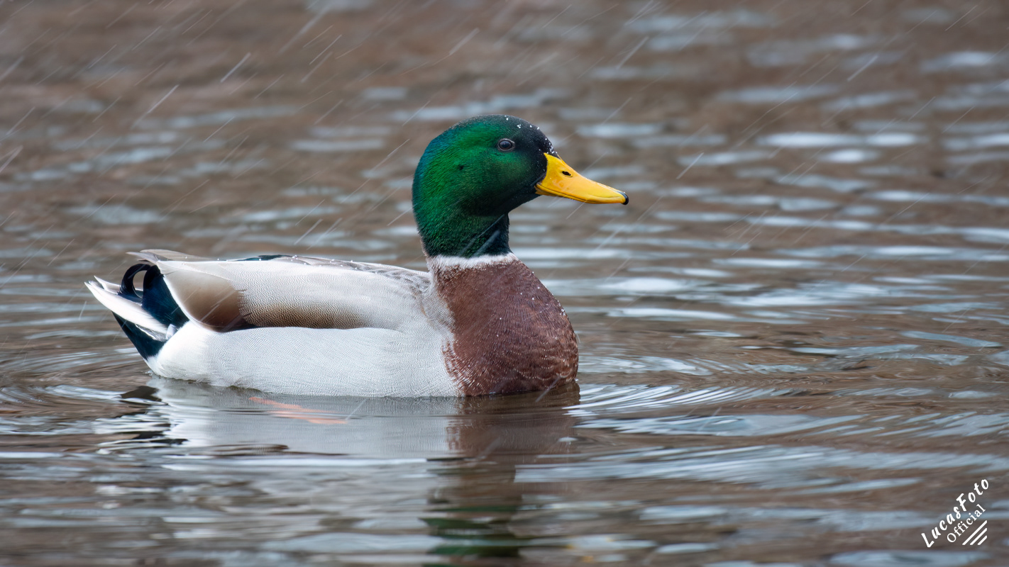 Mallard Duck
