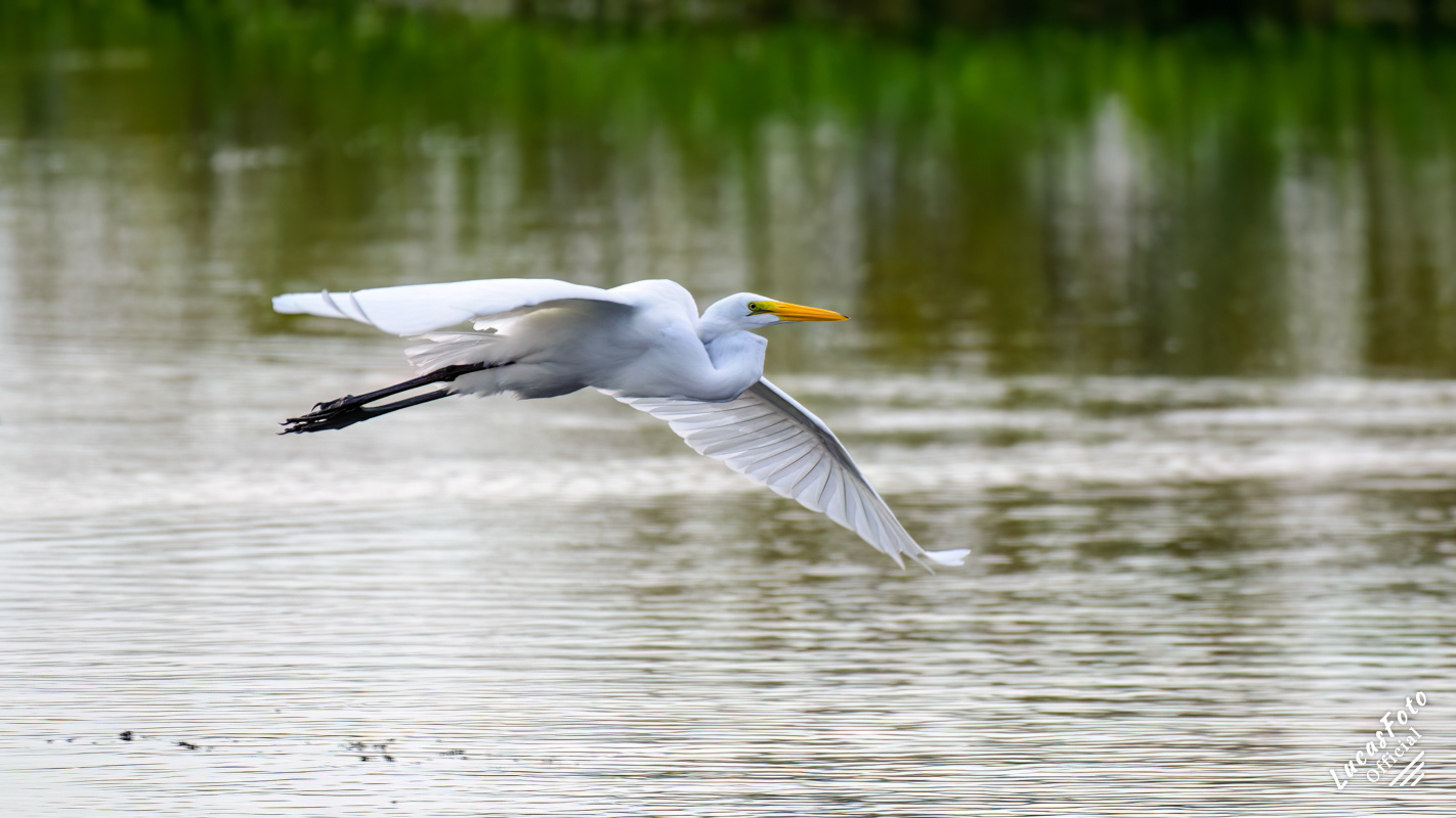 Great Egret