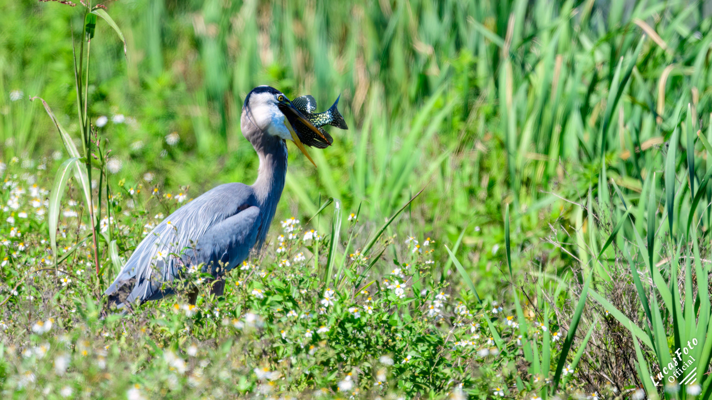 Great Blue Heron