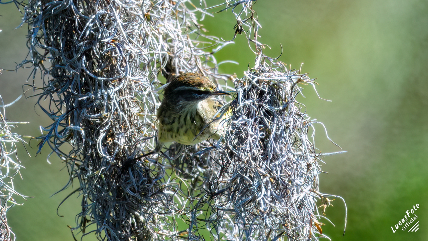 Palm Warbler