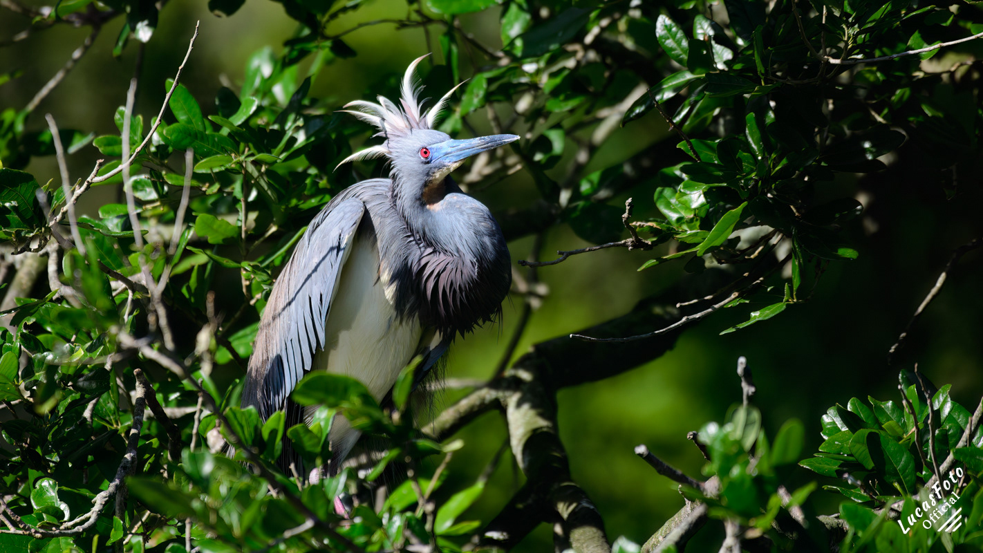 Tricolored Heron