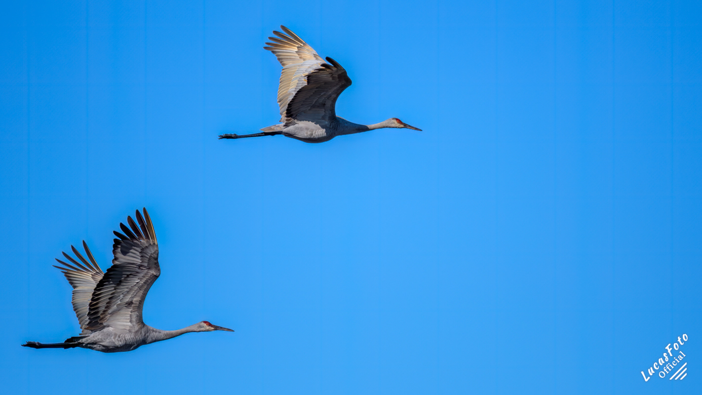 Sandhill Crane