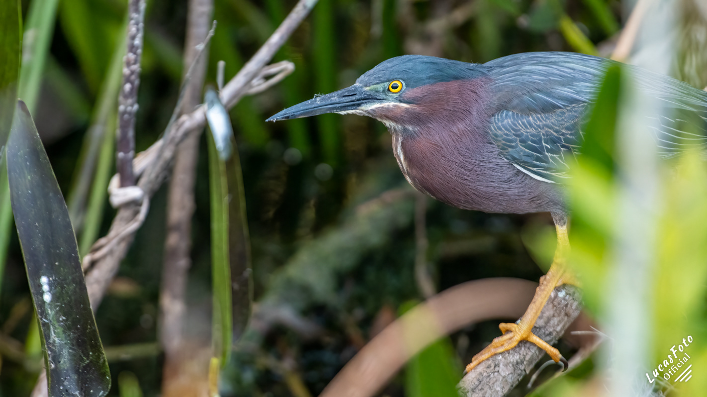 Green Heron