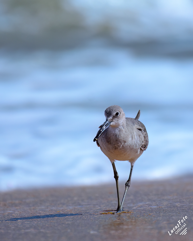 Willet
