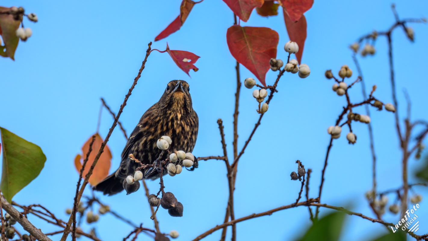 Red-winged Blackbird