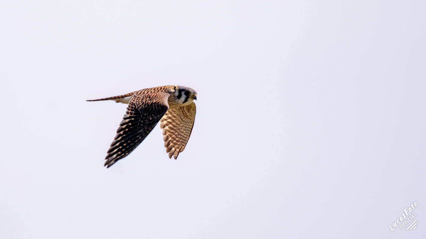 American Kestrel
