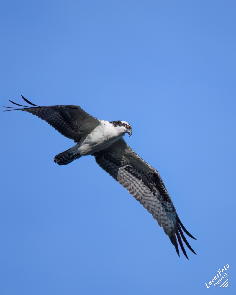 Snail Kite