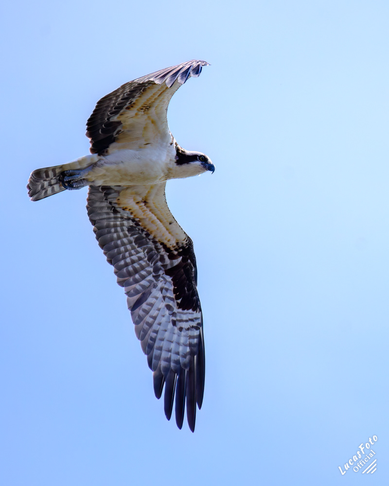 Osprey