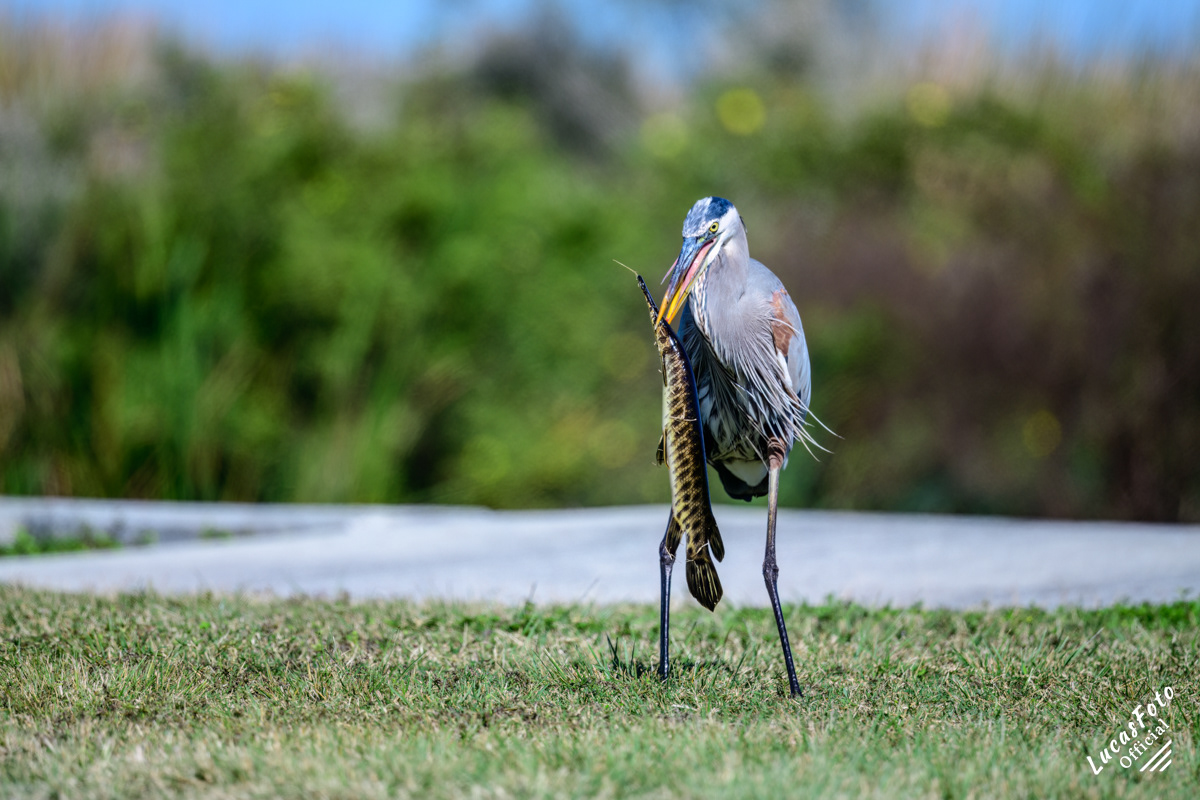 Great Blue Heron