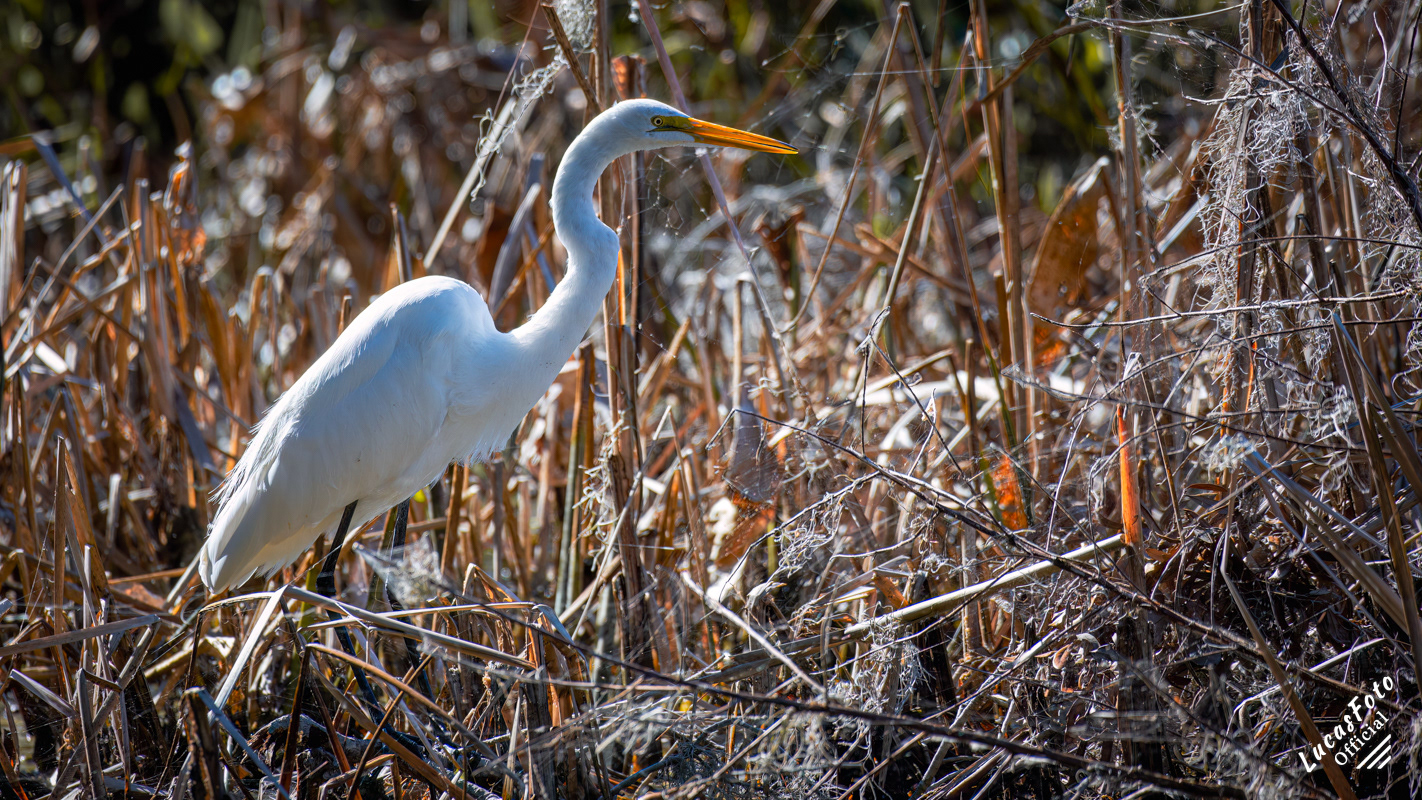 Great Egret