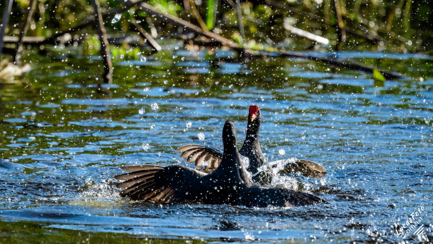 Common Gallinule