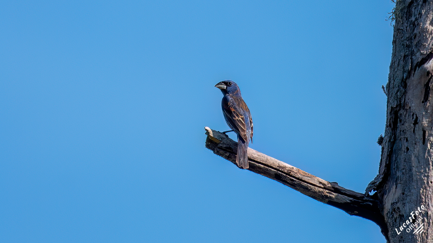 Blue Grosbeak