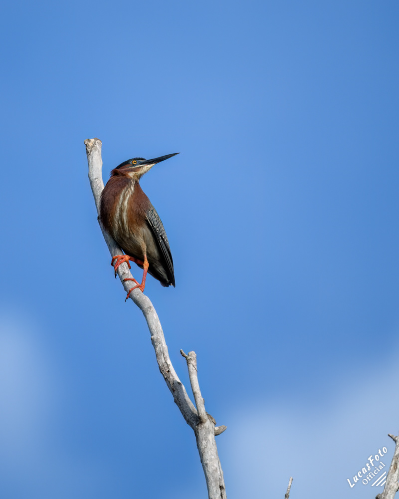 Green Heron