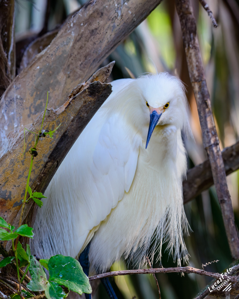 Snowy Egret