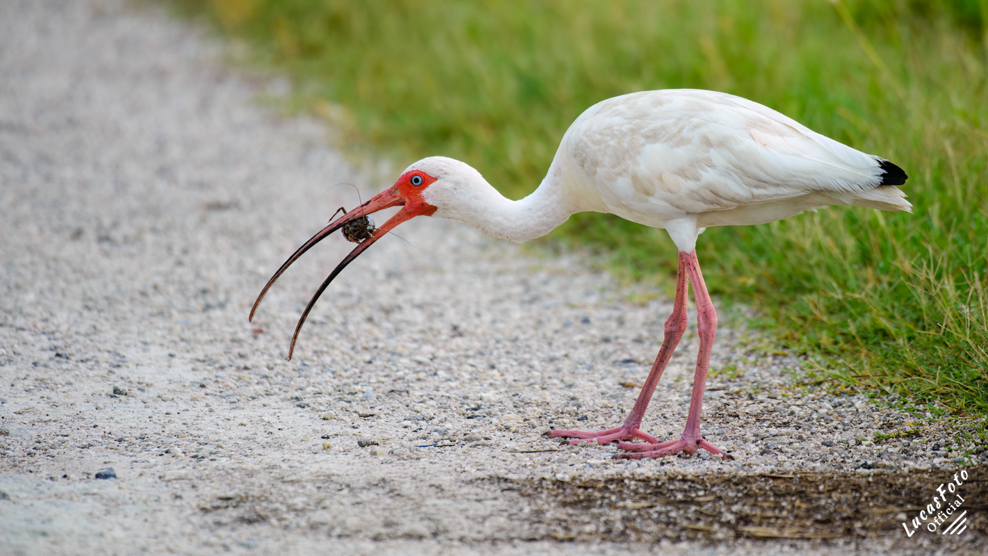 White Ibis