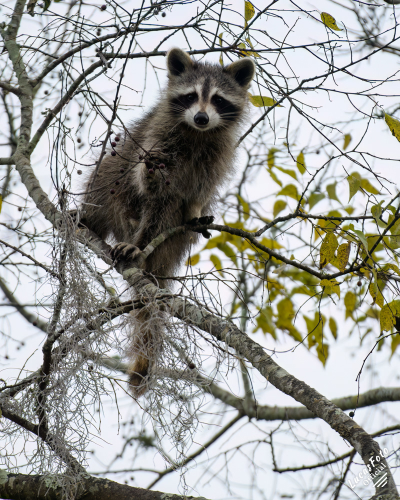 Raccoon