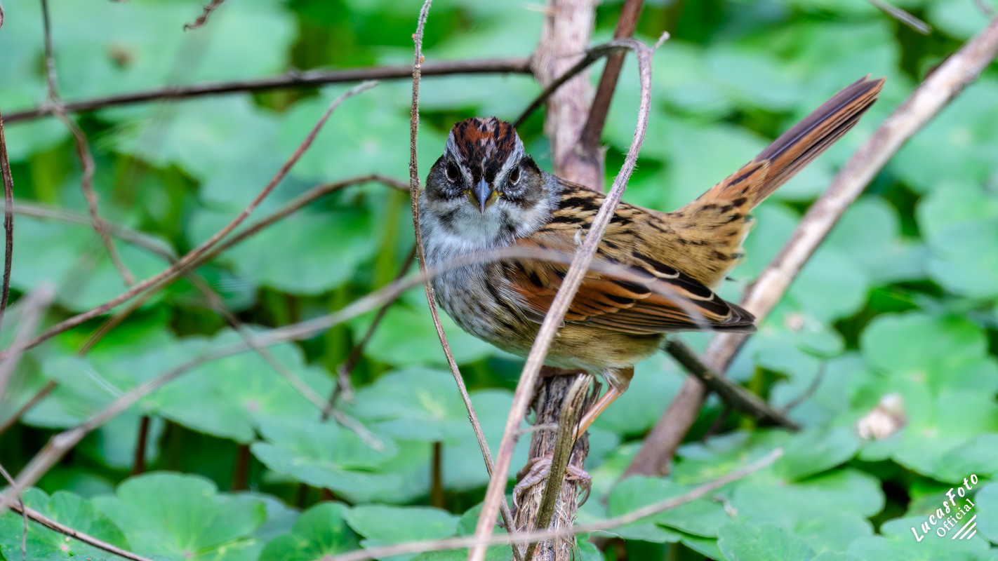 Swamp Sparrow