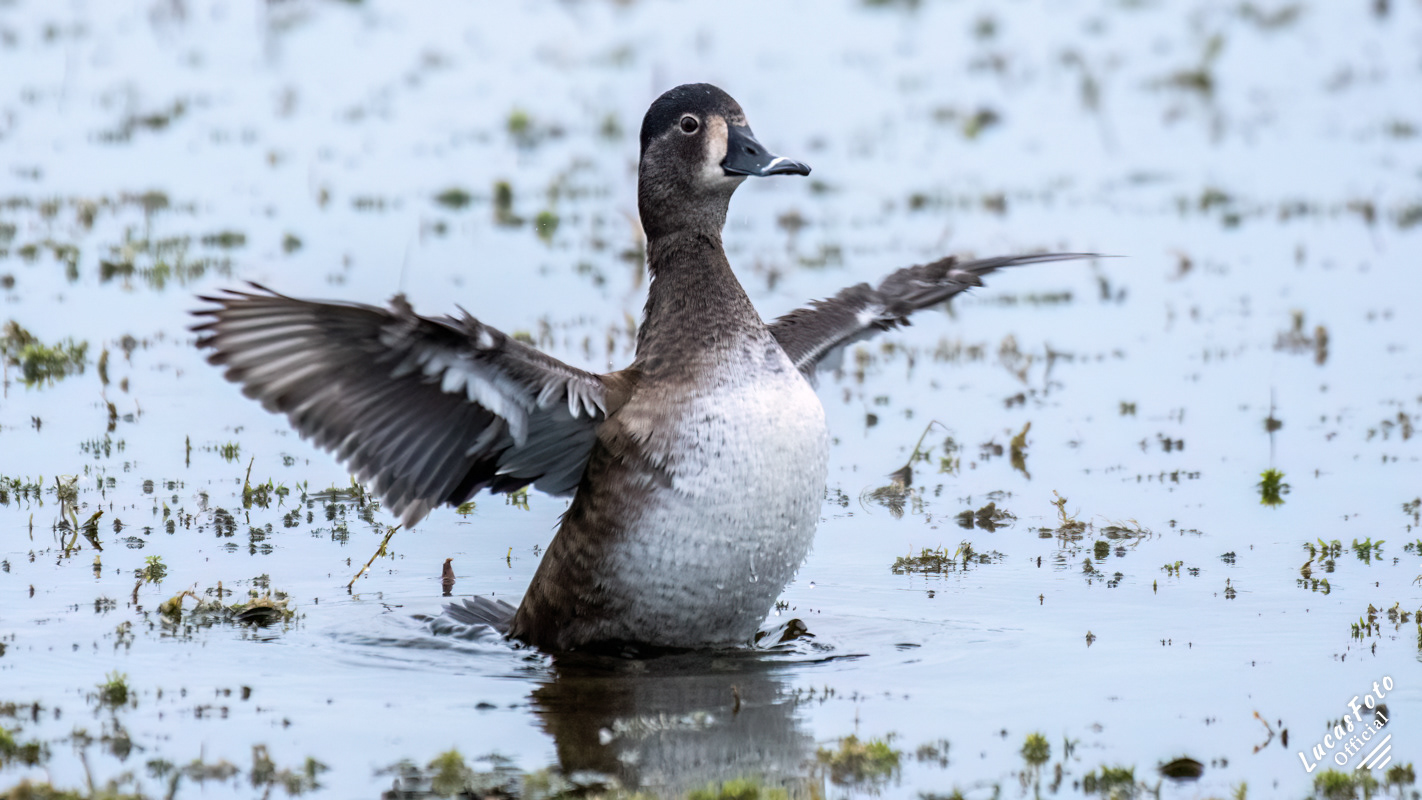 Ring-necked Duck
