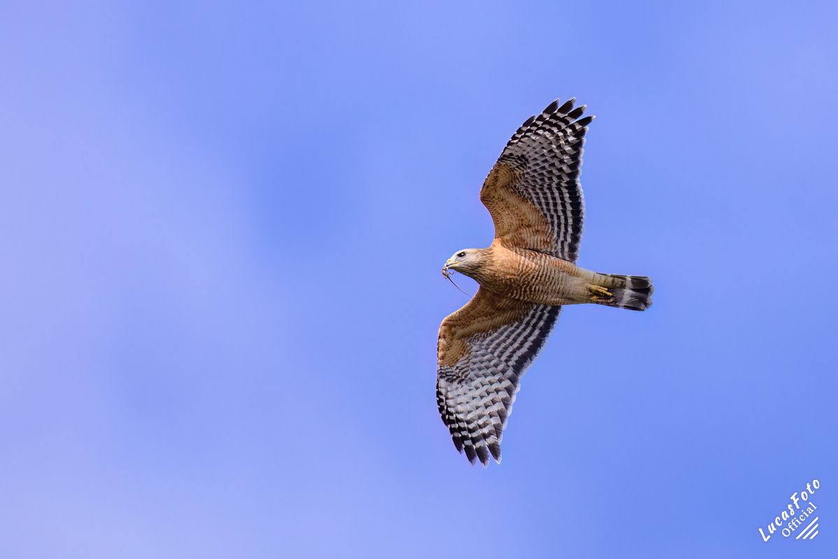 Red-shouldered Hawk