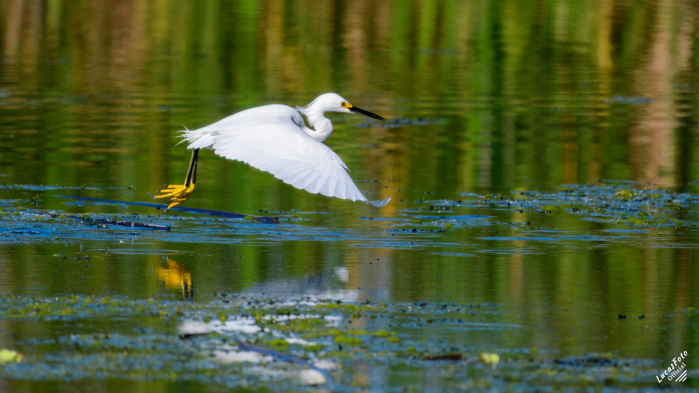 Snowy Egret