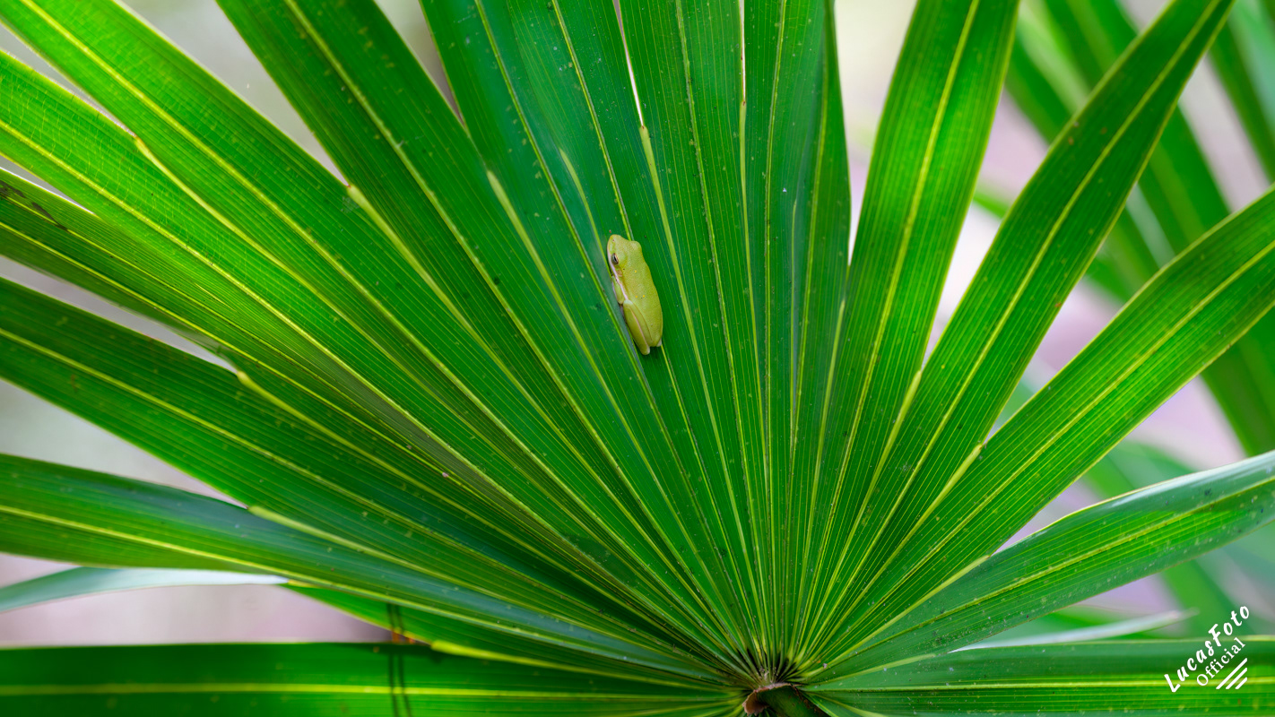 Green Tree Frog