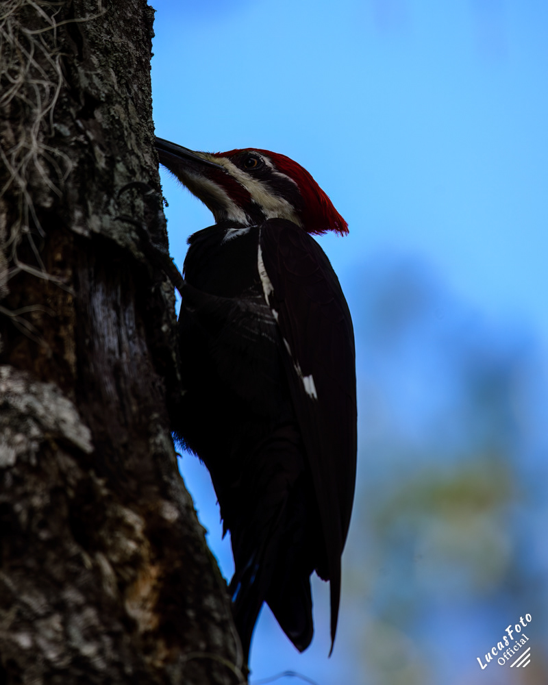 Pileated Woodpecker