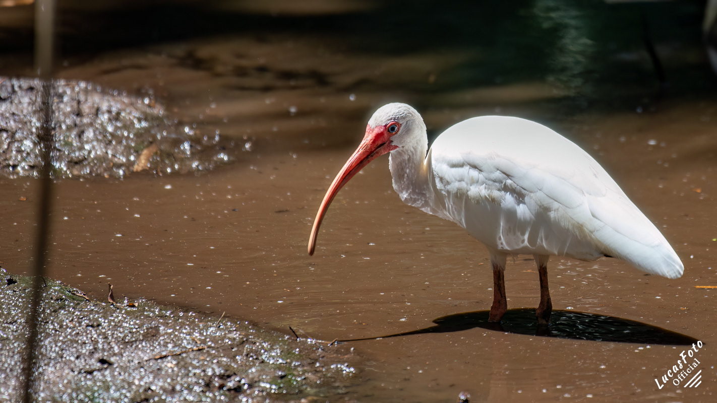 White Ibis