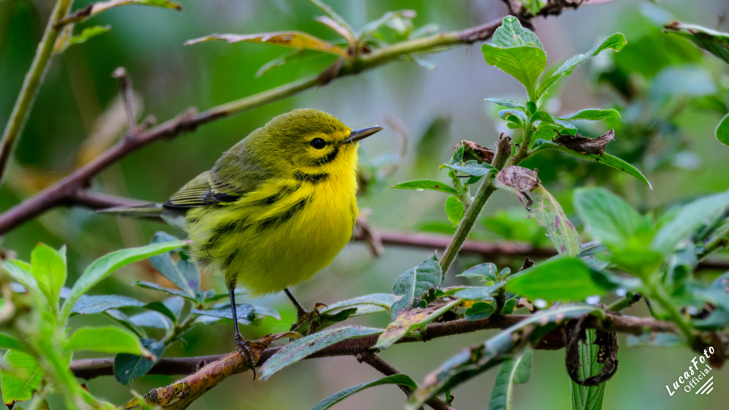 Prairie Warbler