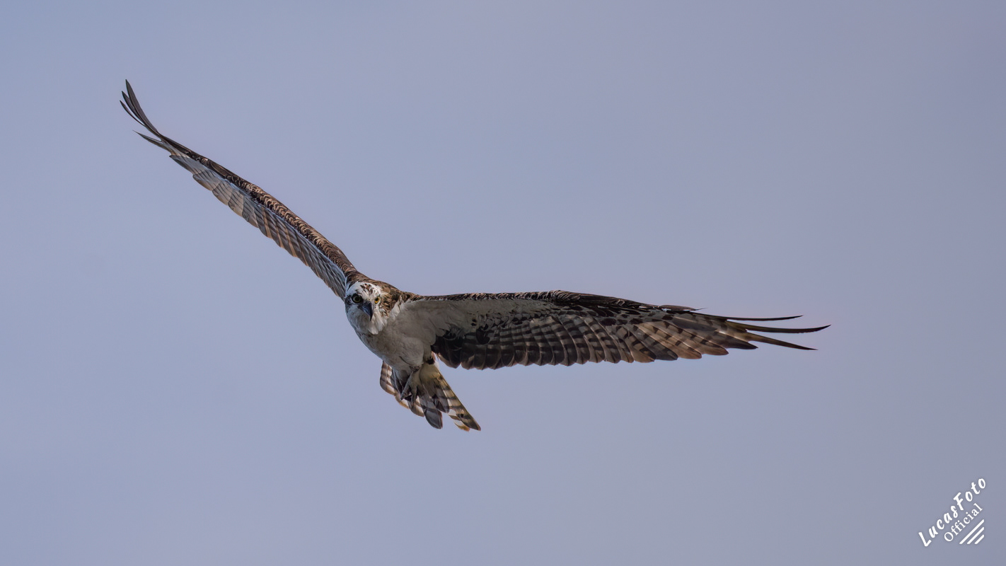 Osprey