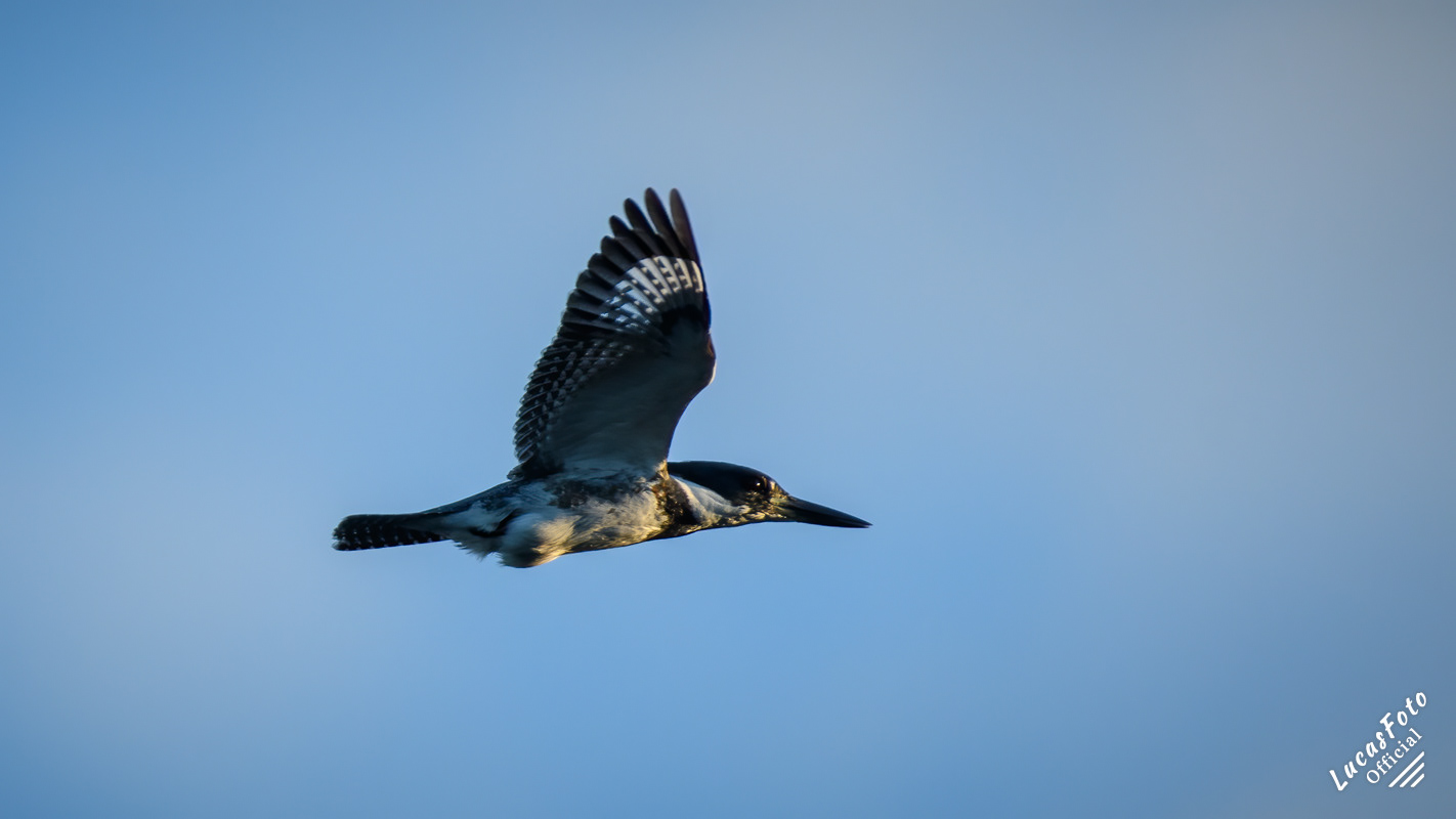 Belted Kingfisher