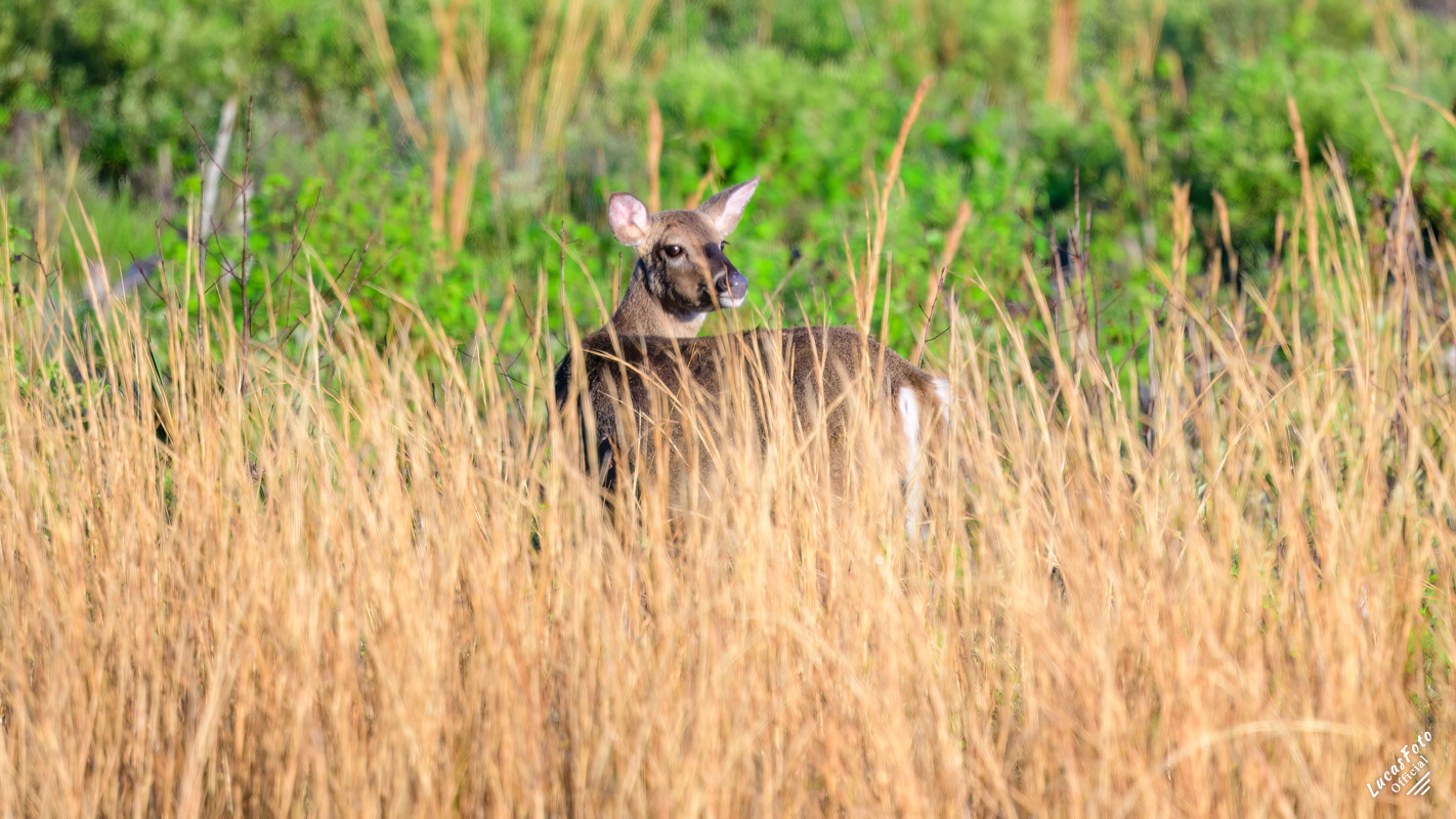 Whitetail