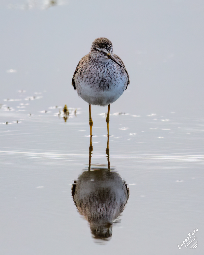 Lesser Yellowlegs