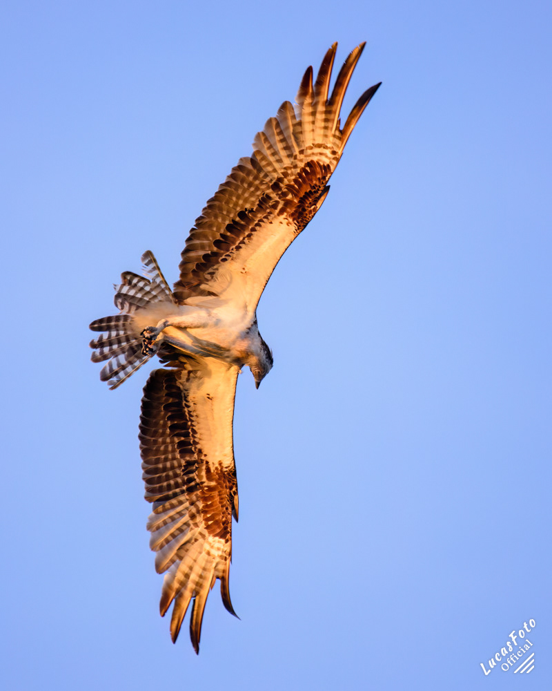 Osprey