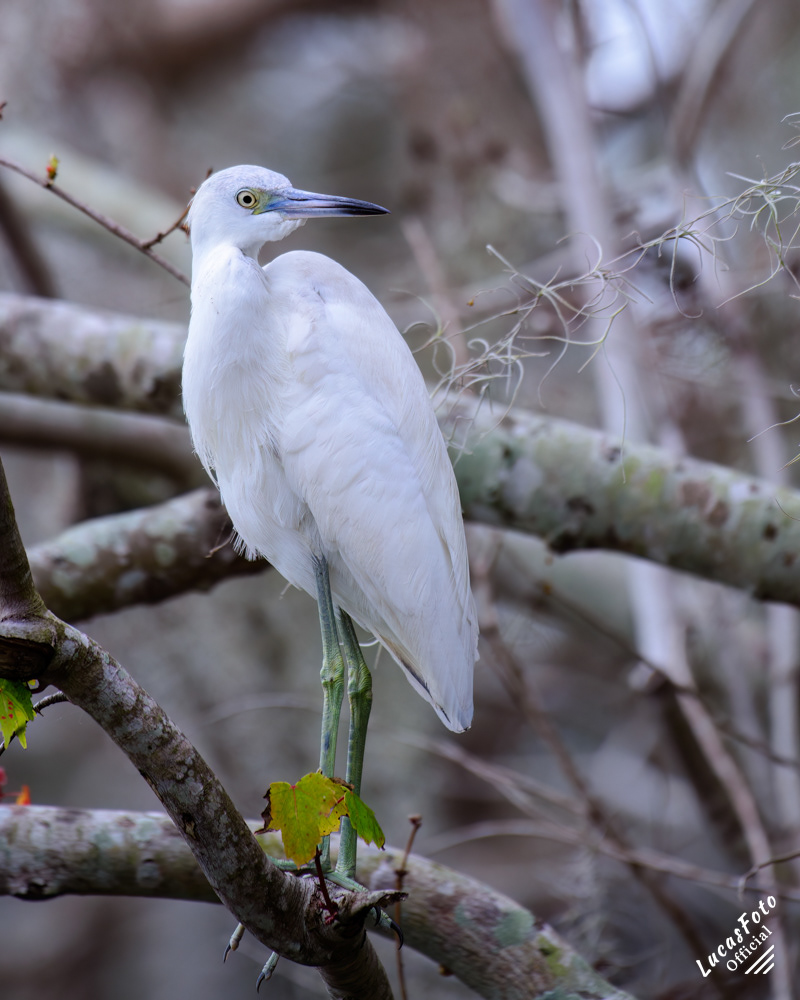 Juvenile Little Blue Heron
