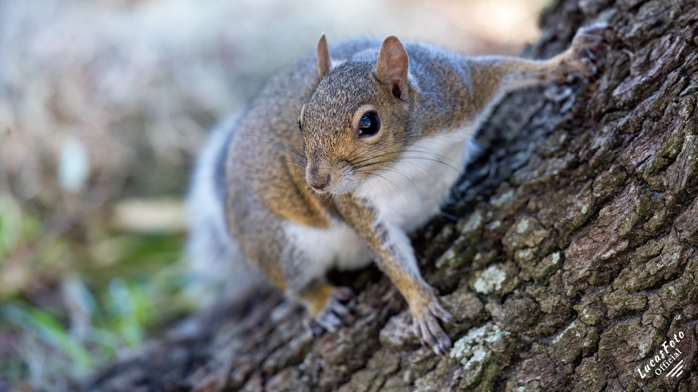 Gray Squirrel