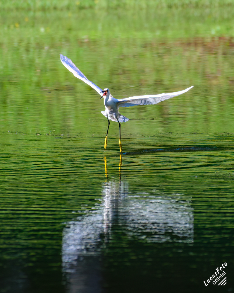 Snowy Egret