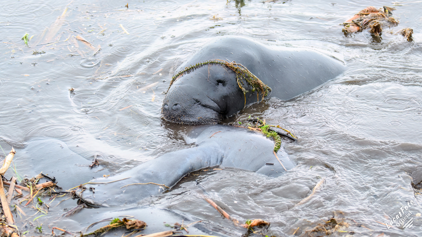 Manatee Mating Ball/Herd