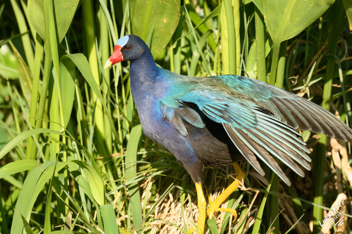 Purple Gallinule