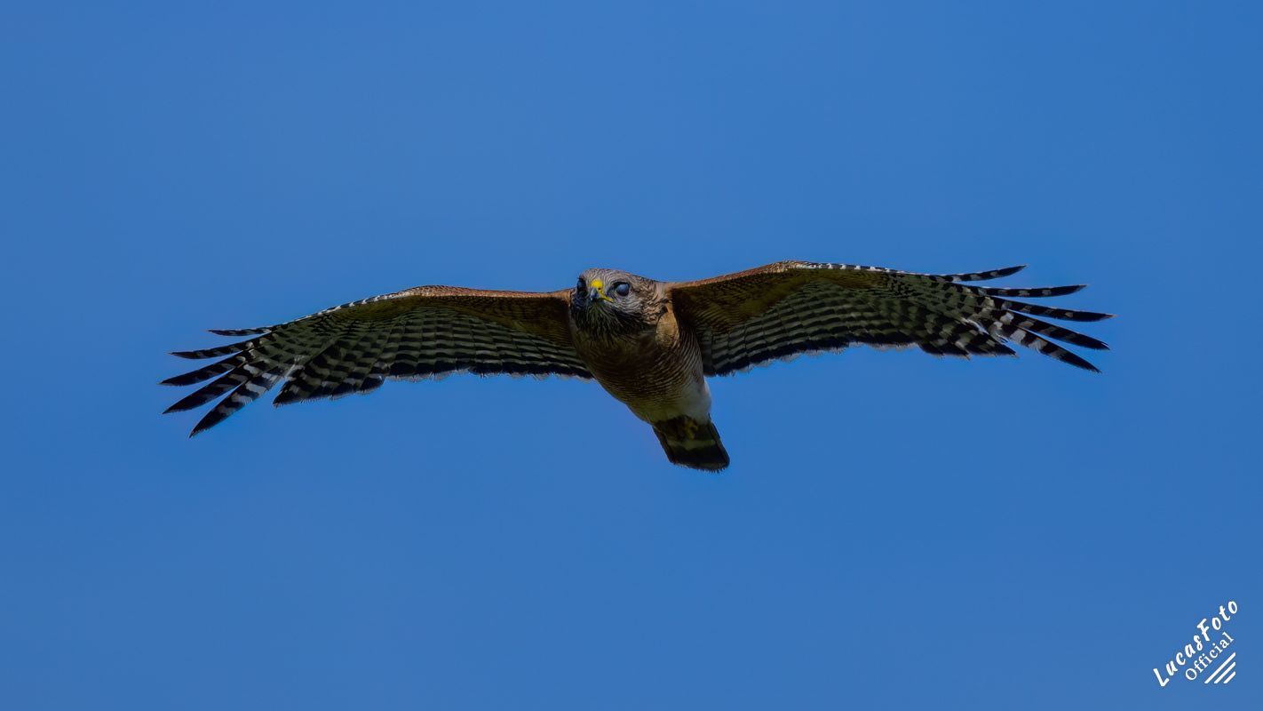 Red-shouldered Hawk