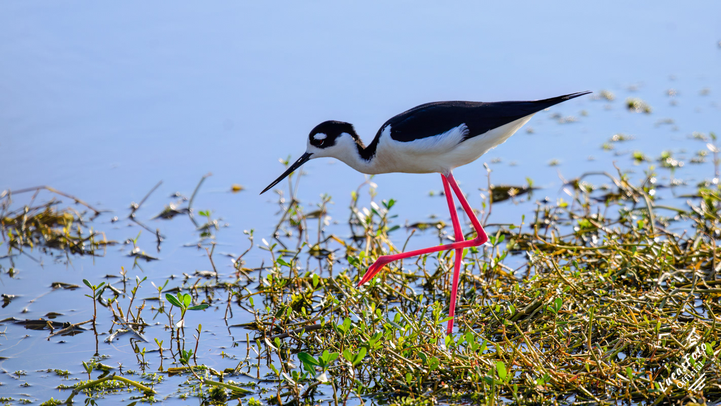Black-necked Stilt