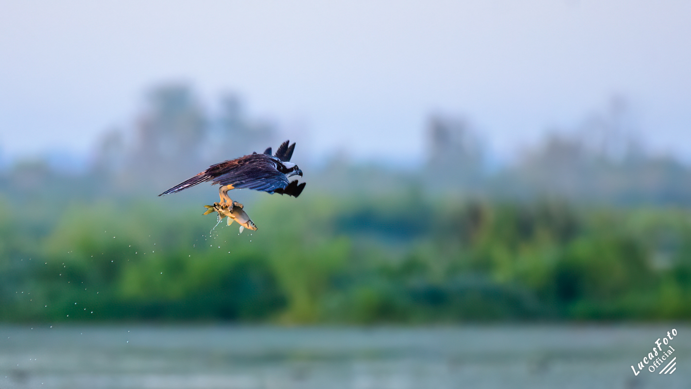 Osprey